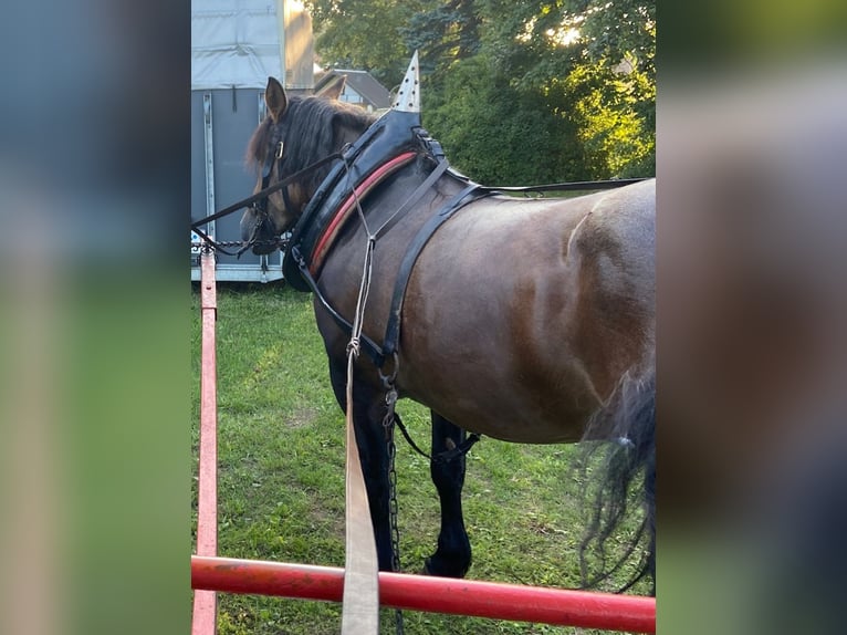 Más caballos de sangre fría Mestizo Yegua 11 años Musgo marrón in Kaltohmfeld