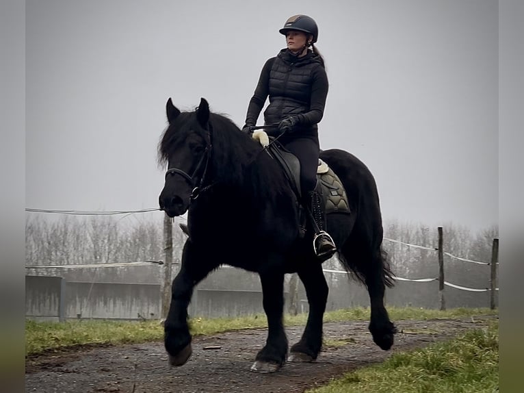 Más caballos de sangre fría Mestizo Yegua 12 años 150 cm Negro in Neustadt (Wied)