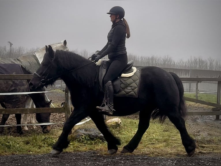 Más caballos de sangre fría Mestizo Yegua 12 años 150 cm Negro in Neustadt (Wied)