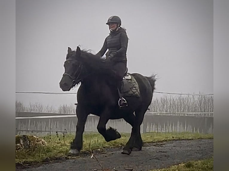 Más caballos de sangre fría Mestizo Yegua 12 años 150 cm Negro in Neustadt (Wied)
