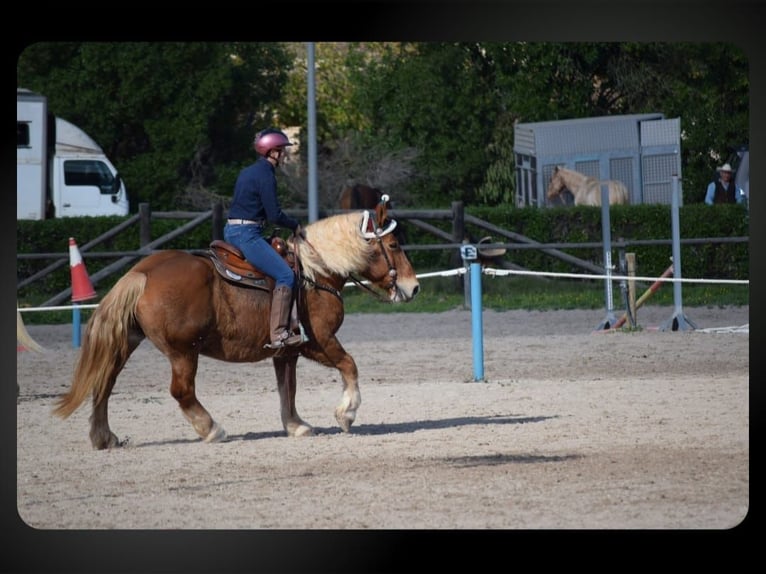 Más caballos de sangre fría Yegua 12 años 152 cm Alazán in Llucmajor