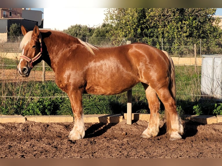 Más caballos de sangre fría Yegua 12 años 152 cm Alazán in Llucmajor