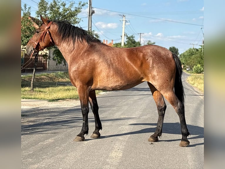 Más caballos de sangre fría Yegua 12 años 155 cm Tordo ruano in B&#xE9;k&#xE9;s