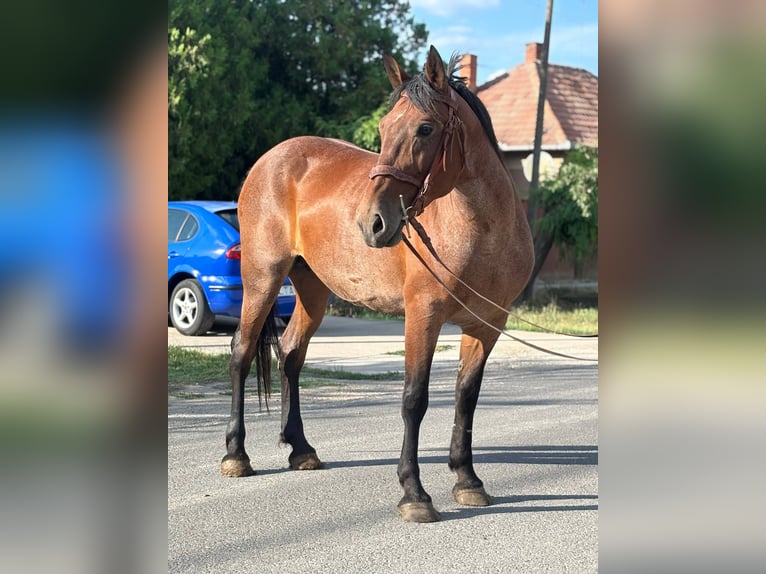Más caballos de sangre fría Yegua 12 años 155 cm Tordo ruano in B&#xE9;k&#xE9;s