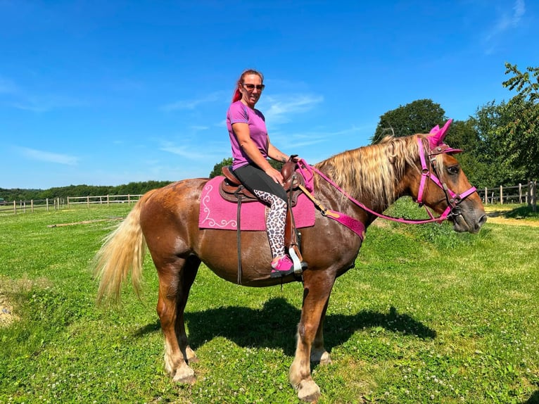 Más caballos de sangre fría Yegua 12 años 163 cm Alazán in Linkenbach