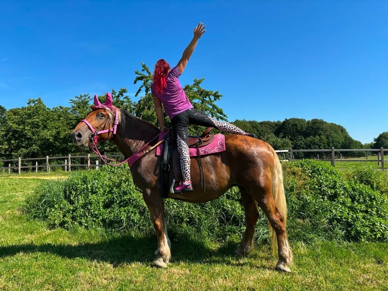 Más caballos de sangre fría Yegua 12 años 163 cm Alazán in Linkenbach