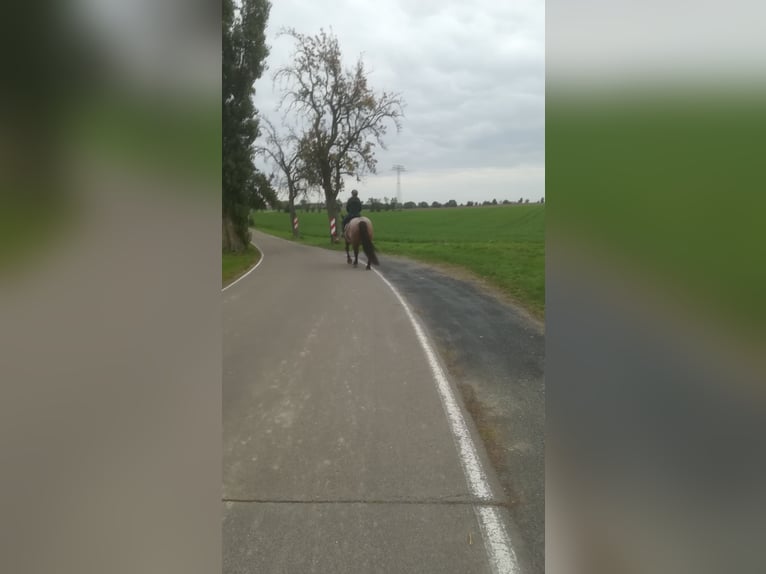 Más caballos de sangre fría Mestizo Yegua 12 años 165 cm Castaño-ruano in Oschatz