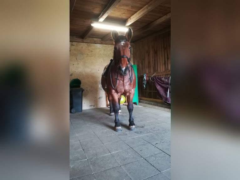 Más caballos de sangre fría Mestizo Yegua 12 años 165 cm Castaño-ruano in Oschatz