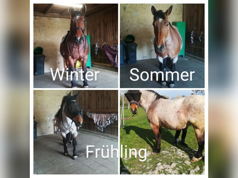 Más caballos de sangre fría Mestizo Yegua 12 años 165 cm Castaño-ruano in Oschatz