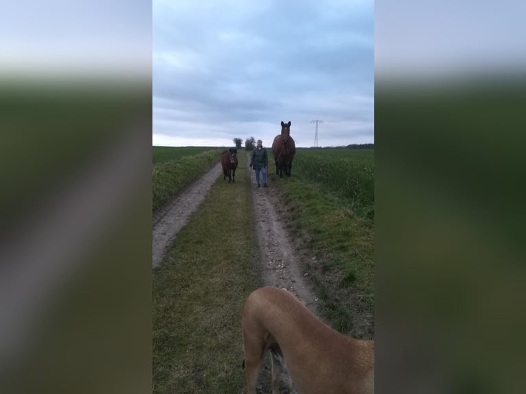 Más caballos de sangre fría Mestizo Yegua 12 años 165 cm Castaño-ruano in Oschatz