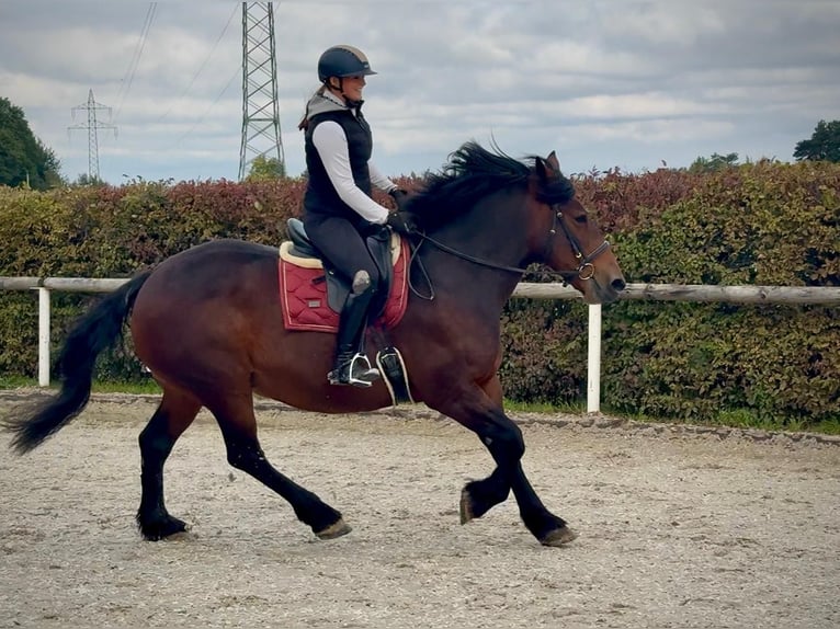 Más caballos de sangre fría Yegua 13 años 160 cm Castaño oscuro in Neustadt (Wied)