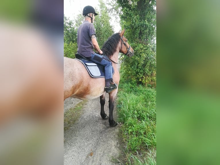 Más caballos de sangre fría Mestizo Yegua 13 años 165 cm Castaño-ruano in Oschatz