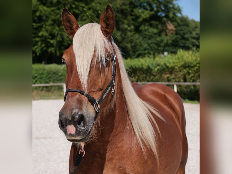 Más caballos de sangre fría Yegua 14 años 155 cm Alazán in Neustadt (Wied)
