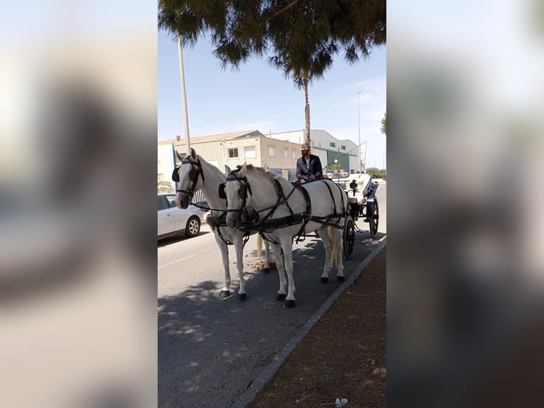 Más caballos de sangre fría Yegua 14 años 157 cm Tordo in Murcia