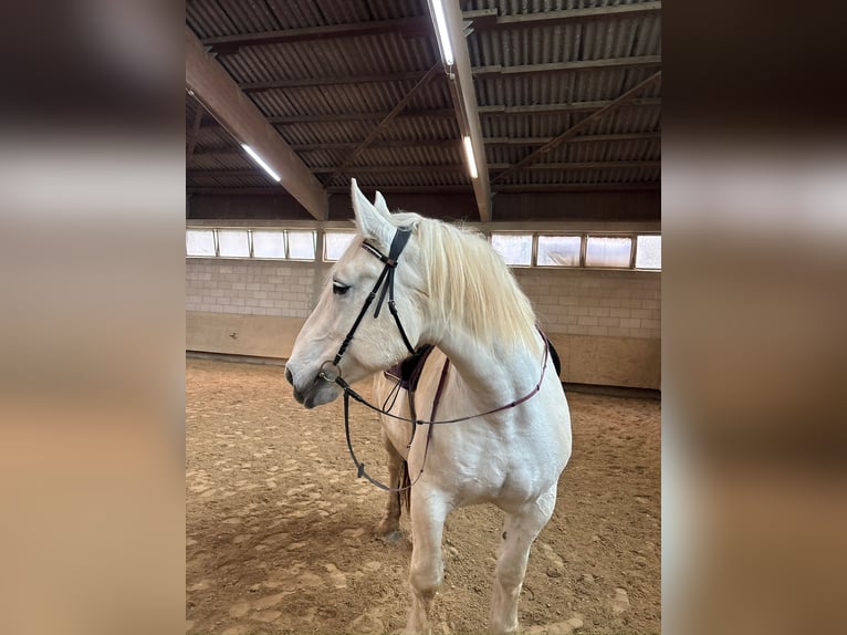 Más caballos de sangre fría Mestizo Yegua 14 años Tordo in Ober-Ramstadt