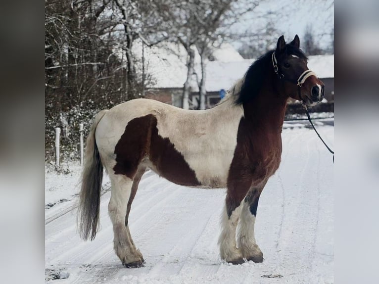 Más caballos de sangre fría Yegua 16 años 158 cm Pío in Someren