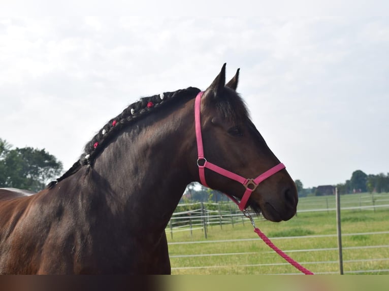 Más caballos de sangre fría Mestizo Yegua 16 años 162 cm Castaño in Schwerinsdorf