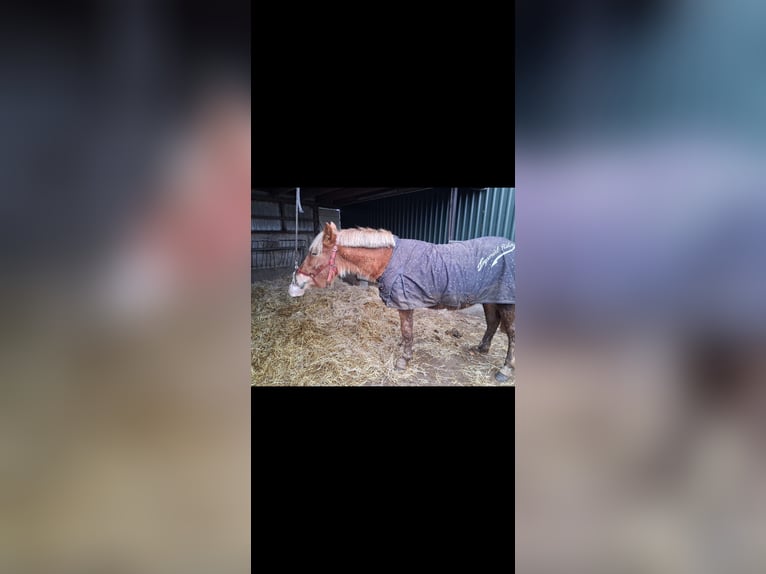 Más caballos de sangre fría Mestizo Yegua 2 años 145 cm Alazán in Emmelsbüll Horsbüll