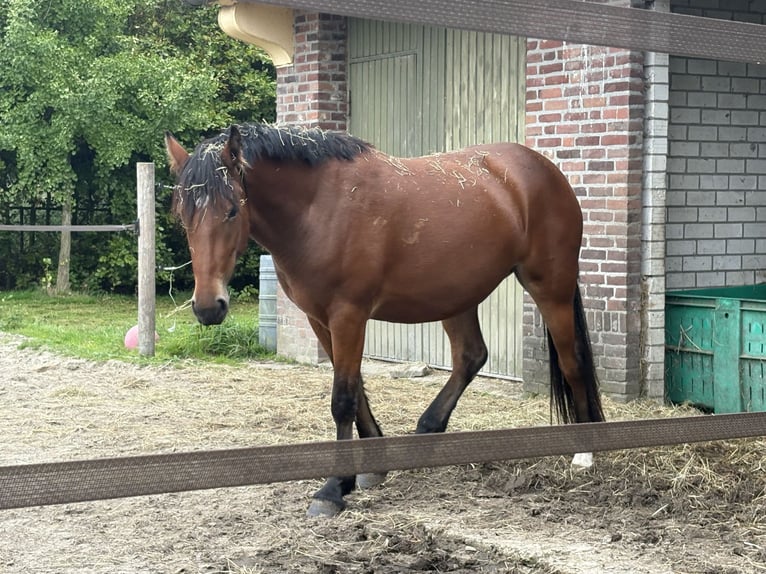 Más caballos de sangre fría Mestizo Yegua 2 años 145 cm Castaño oscuro in Weert