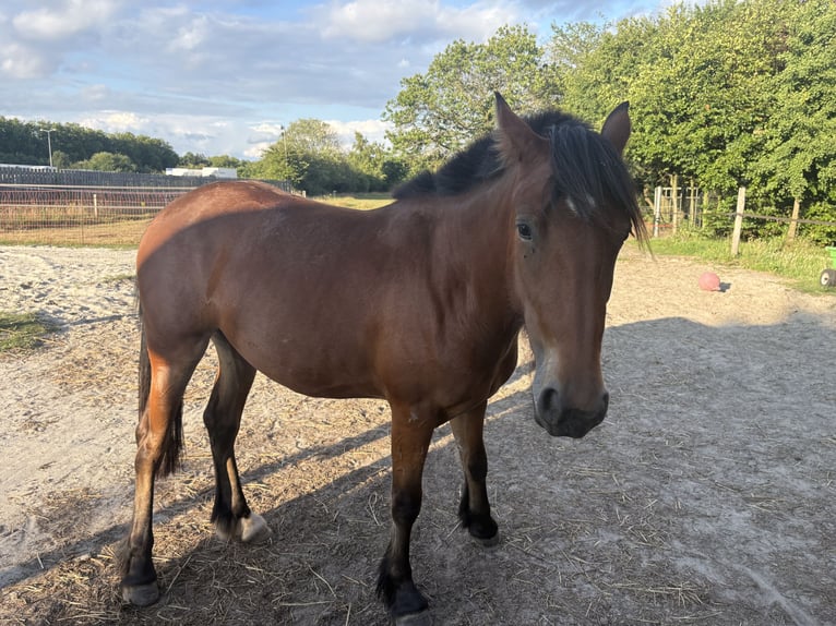 Más caballos de sangre fría Mestizo Yegua 2 años 145 cm Castaño oscuro in Weert