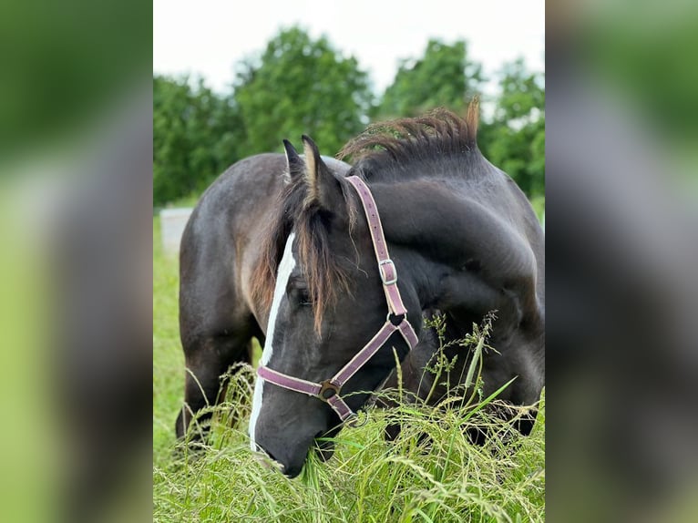 Más caballos de sangre fría Yegua 2 años 158 cm Morcillo in Hamburg