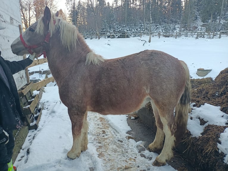 Más caballos de sangre fría Yegua 2 años Tordo ruano in Stężyca