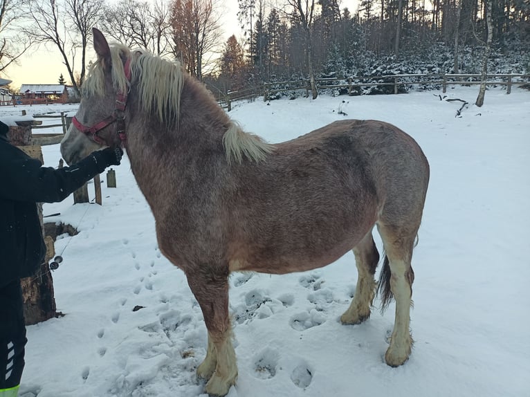 Más caballos de sangre fría Yegua 2 años Tordo ruano in Stężyca