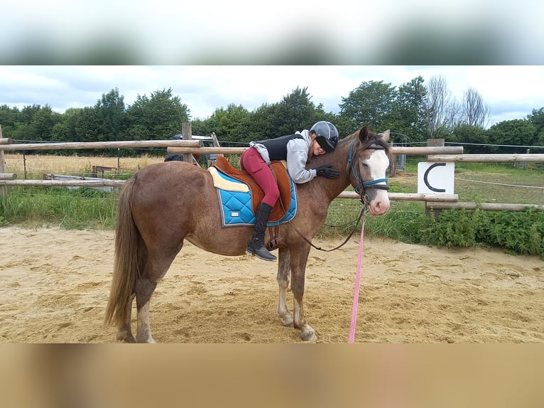 Más caballos de sangre fría Mestizo Yegua 3 años 148 cm Musgo marrón in Gföhl