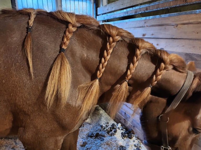 Más caballos de sangre fría Yegua 3 años 150 cm Castaño claro in Isnäs