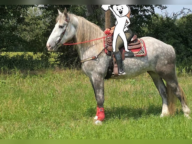 Más caballos de sangre fría Yegua 3 años 154 cm Tordo rodado in Linkenbach