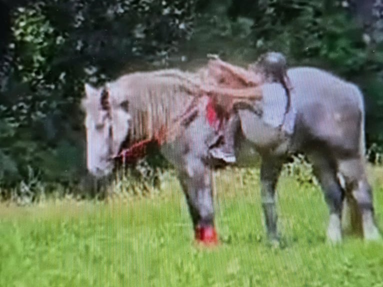 Más caballos de sangre fría Yegua 3 años 154 cm Tordo rodado in Linkenbach