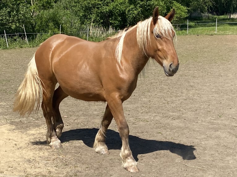 Más caballos de sangre fría Yegua 3 años 158 cm Alazán in Hespe Levesen