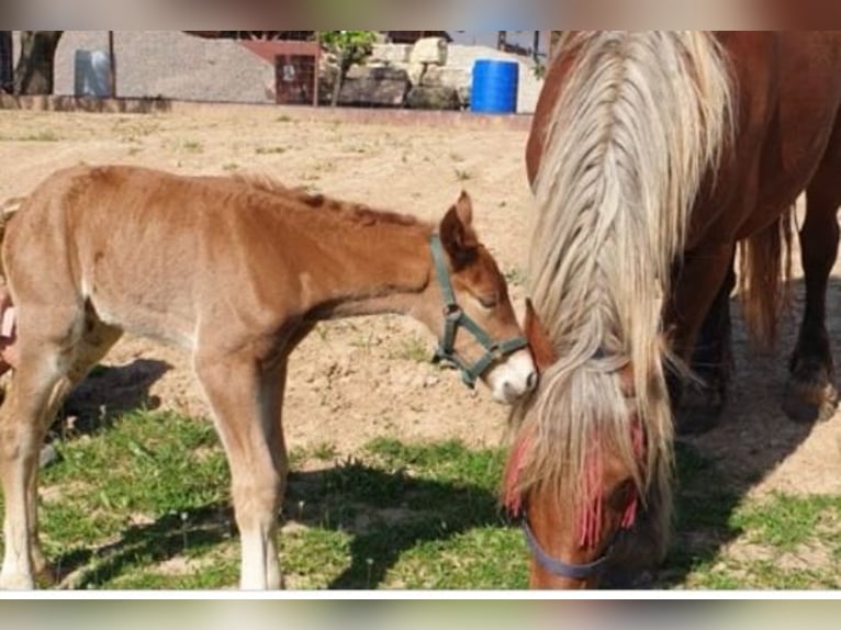 Más caballos de sangre fría Yegua 3 años 158 cm Alazán in Hespe Levesen
