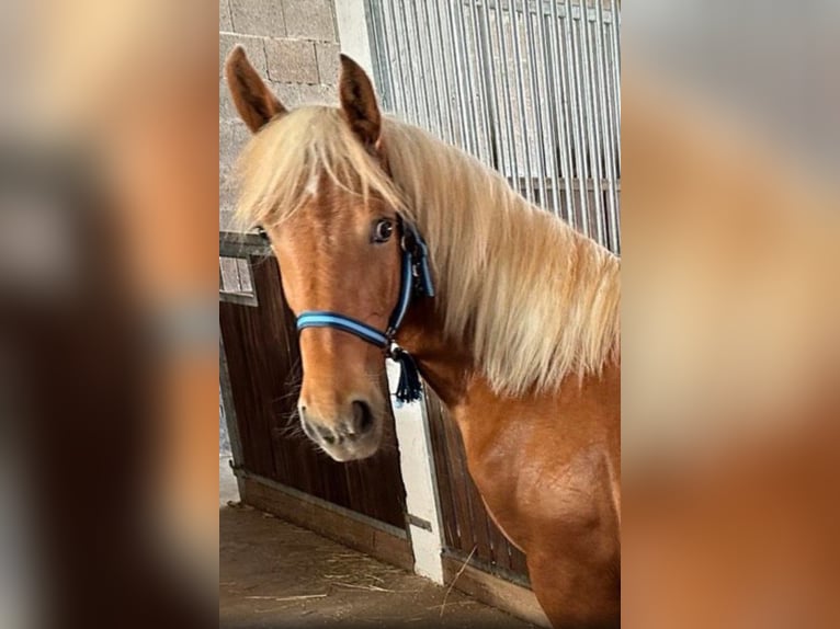 Más caballos de sangre fría Yegua 3 años 158 cm Alazán in Hespe Levesen