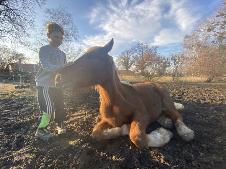 Más caballos de sangre fría Yegua 3 años 158 cm Alazán in Hespe Levesen