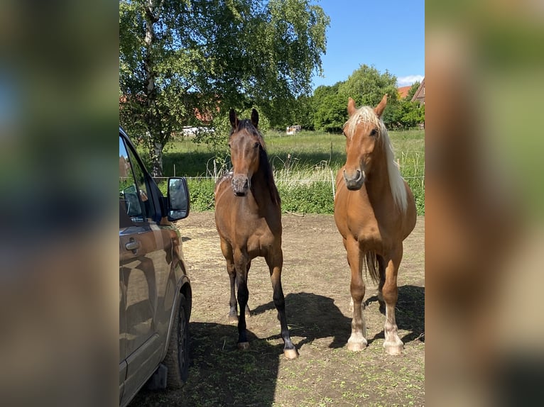 Más caballos de sangre fría Yegua 3 años 158 cm Alazán in Hespe Levesen
