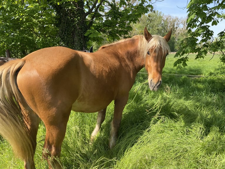 Más caballos de sangre fría Yegua 3 años 158 cm Alazán in Hespe Levesen