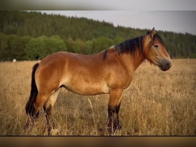 Más caballos de sangre fría Yegua 3 años 160 cm Castaño in Nettersheim