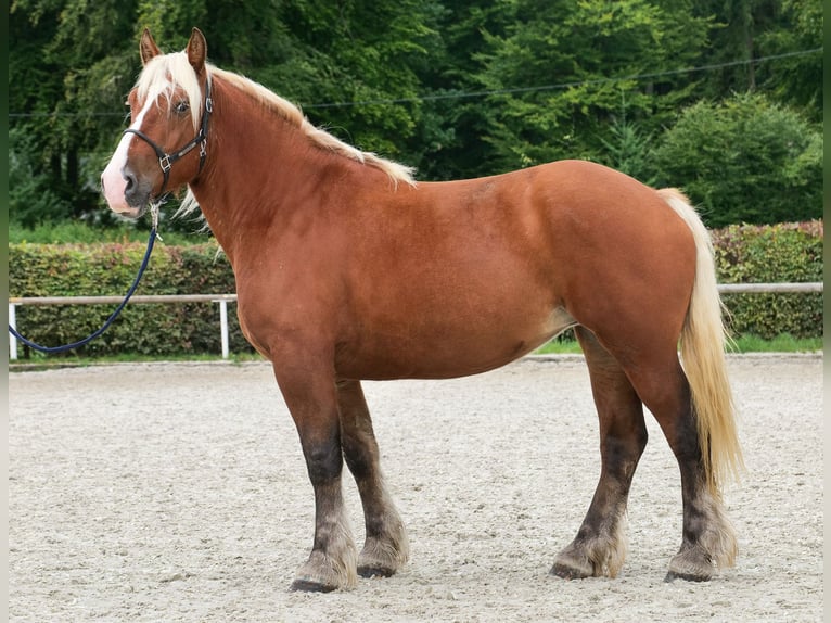 Más caballos de sangre fría Yegua 3 años 160 cm Castaño in Neustadt (Wied)