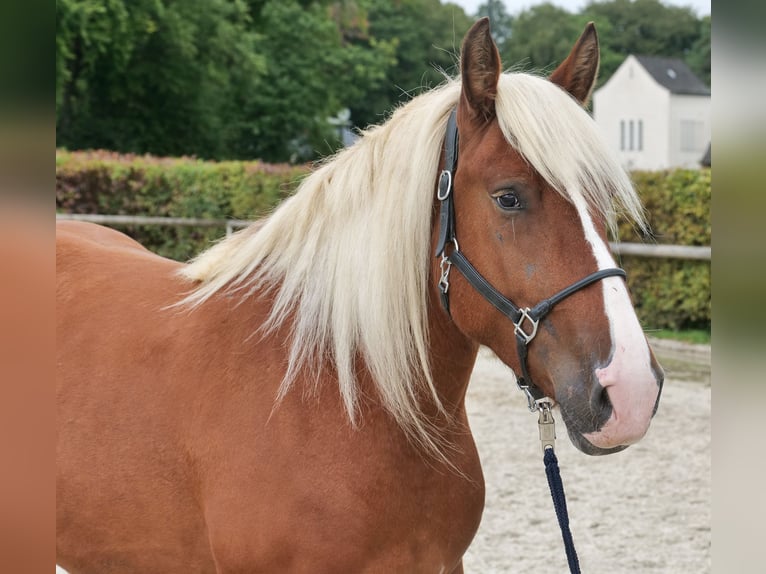 Más caballos de sangre fría Yegua 3 años 160 cm Castaño in Neustadt (Wied)
