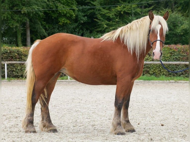 Más caballos de sangre fría Yegua 3 años 160 cm Castaño in Neustadt (Wied)