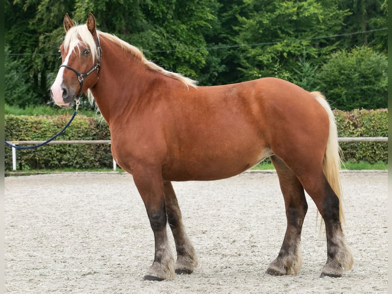 Más caballos de sangre fría Yegua 3 años 160 cm Castaño in Neustadt (Wied)