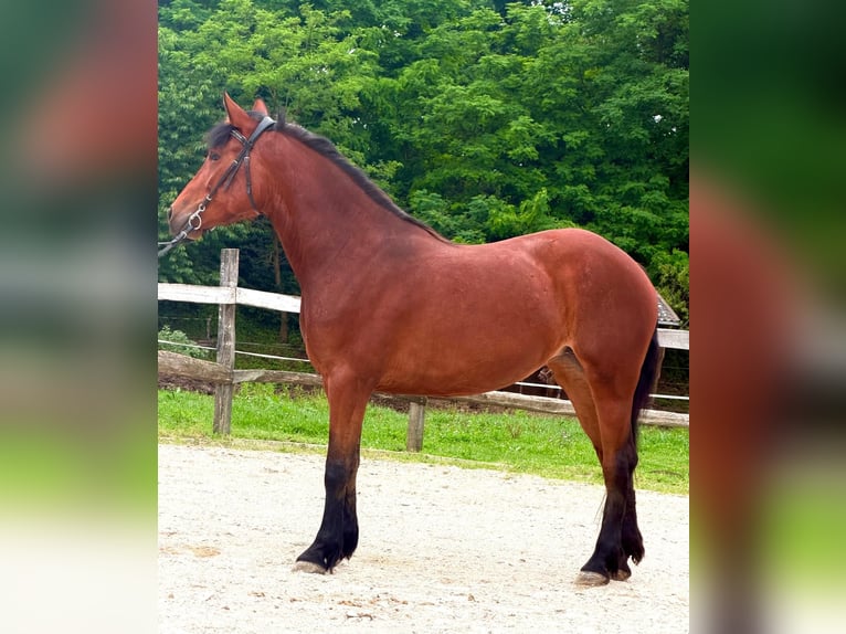 Más caballos de sangre fría Mestizo Yegua 4 años 153 cm Castaño in Strass in Steiermark