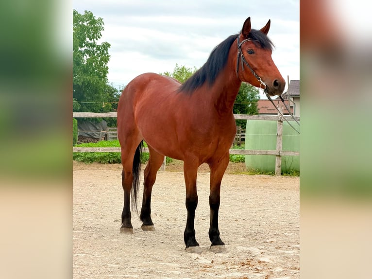 Más caballos de sangre fría Mestizo Yegua 4 años 153 cm Castaño in Strass in Steiermark