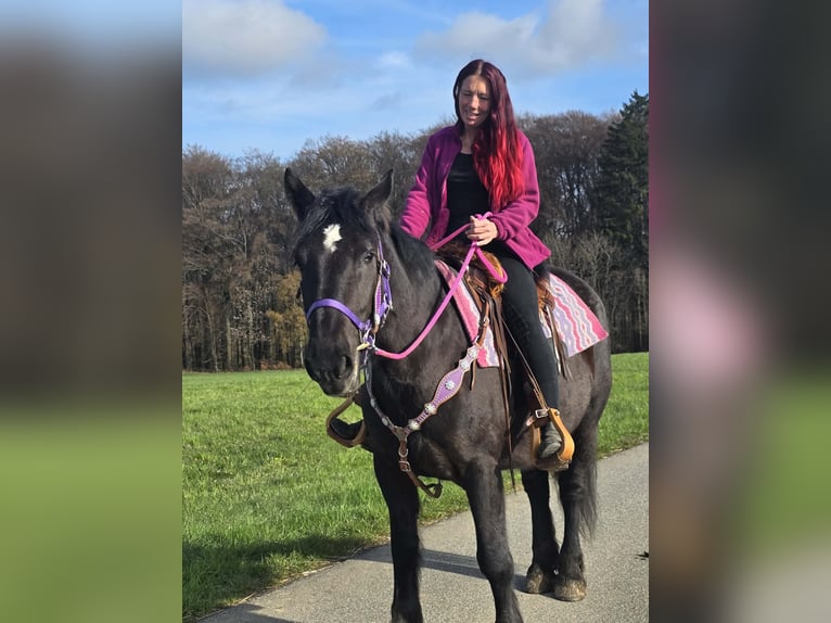 Más caballos de sangre fría Mestizo Yegua 4 años 153 cm Negro in Linkenbach