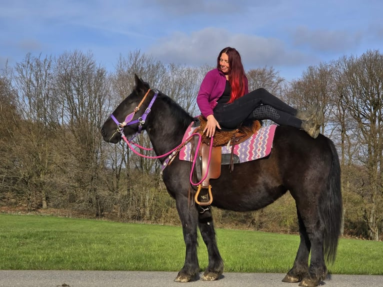 Más caballos de sangre fría Mestizo Yegua 4 años 153 cm Negro in Linkenbach