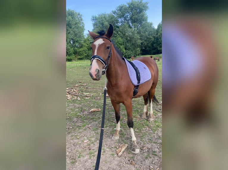 Más caballos de sangre fría Mestizo Yegua 4 años 155 cm Castaño oscuro in Maasbracht