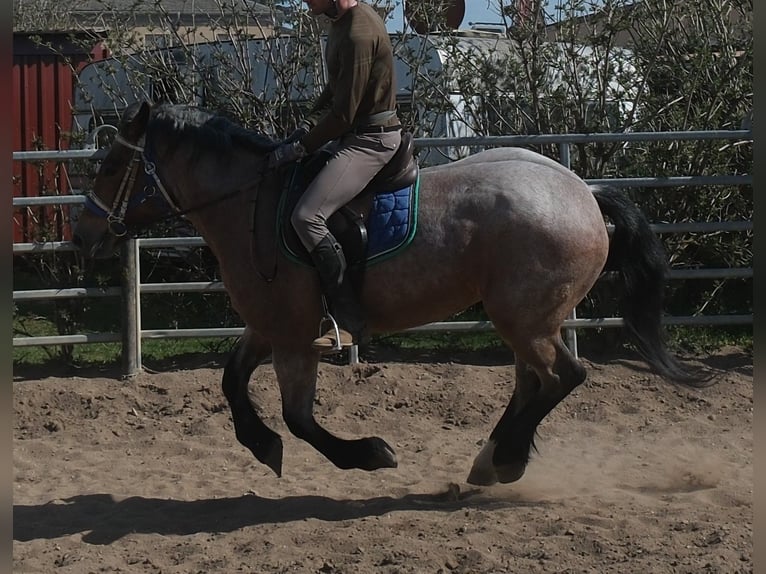 Más caballos de sangre fría Yegua 4 años 155 cm Musgo marrón in Buttstädt