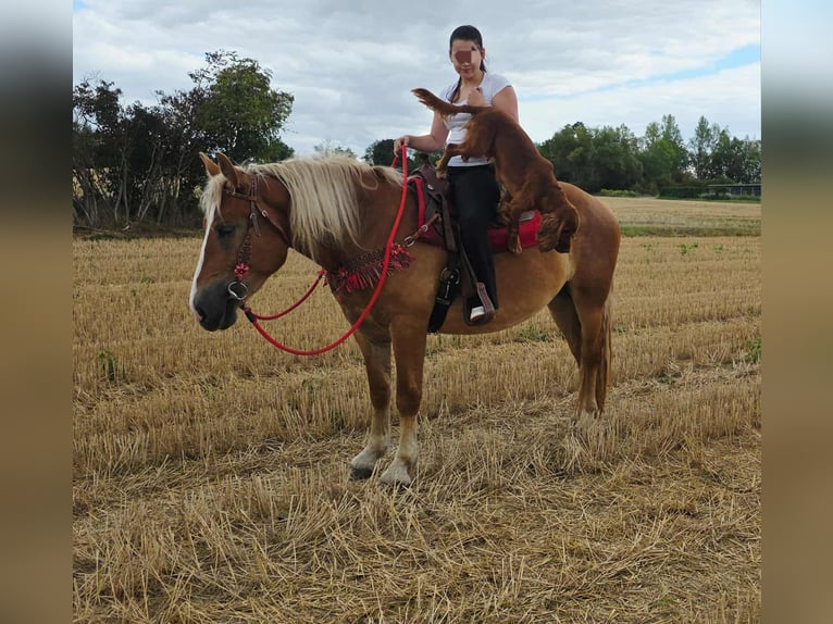 Más caballos de sangre fría Yegua 4 años 158 cm Alazán in Linkenbach