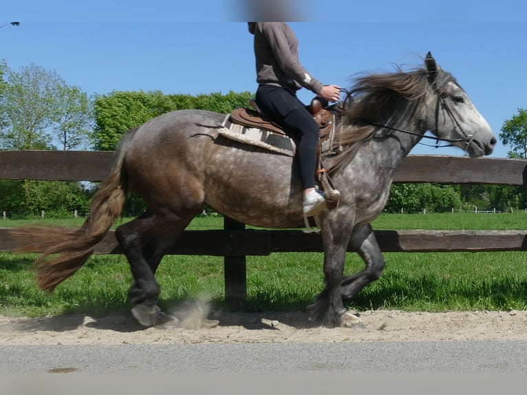 Más caballos de sangre fría Yegua 4 años 162 cm Tordo rodado in Lathen